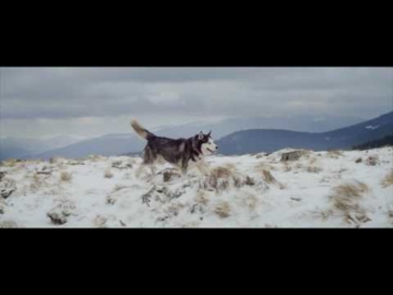 Husky the Best
